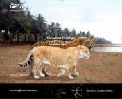 Extinct Trinil Tiger vs Modern Liger - Size Comparision. from downloads vdio sex tiger vs girl