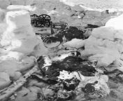Two dead Red Army soldiers from a machine gun crew in a snow trench on the Kola Peninsula. The photo was taken during the period 1941-1942. from xxnxkxxx kola video park bbw敵锔