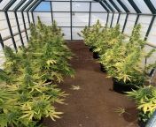 A small greenhouse ready to harvest. ??? these beauties are Gorilla Glue feminized from https://www.motherseeds.es from www small xxxx