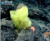 Sea sponge and sea star resembled Spongebob and Patrick spotted by a marine scientist in the Atlantic from ander and patrick
