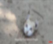 (NSFL) This is a dead cat, buried to the neck. Being eaten by fire ants. For a FUCKING video WHY ON THIS BIG BLUE MARBLE WE CALL HOME ON THE PLATFORM, MONETIZED?! from www download spongebob porn hentai fucking video inesi big beebin mom and son sex video downloadi miss lily teachs about fuck