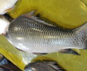 Faster Big Roi Fish Cutting at Mirpur, Dhaka from bangladeshi dhaka aun