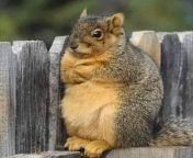 (x-post from R/funny I really wanna know what this squirrel is annoyed at) We know what he&#39;s annoyed at, not enough food for fatty fatty 2x4 from fatty