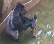 Last moments of the gorilla Harambe, living in the Cincinnati Zoo, on 28 May 2016 from gorilla by