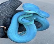 ? The most beautiful snake in the world; the Sunda White-Lipped Pit Viper ? from goyang orang sunda telanjang