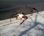 [50/50] Funny School photo fail (SFW) &#124; Very dead deer (NSFW) from school photo m