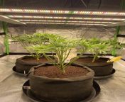 Defoliation done on my girls. Gonna veg then for another week or so then toss in my SCOG net and veg till the net is full. from realsexycams net