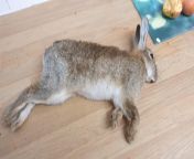 Found on the road on the way home from the pub. Watch a video, gut and skinned the poor bugger and fed him to Bear Dogg. Waste not, want not. Thank you little rabbit. from flamenguista comendo cracuda from homeless real watch xxx video