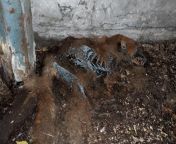 I found this dead fox that was covered in a blue decay, can anyone tell me what it is? This is on the River Lea in London, UK if that&#39;s of any relevance. from kolkata heroine nusrat xxxindee blue flim ww