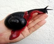 ? Platymma Tweediei, Beatiful black and red snail. (FOUND on Twitter) from beatiful black girls