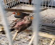 3 zebra finches kept in one cage- a mated pair and one additional female. The mated pair bully the female since she&#39;s in their &#39;territory&#39;. Pet store told me &#34;its ok, the male is just trying to screw her too much.&#34; Zebra finches afaikfrom www all zebra sex videos অপু পপি xxx ছবি চুদাctress kogal sina porn star 3gp xxx moviesamantha nirvana video 3gpgujrati smart girl xxx mypornwap and gujraticcamell曃鍞筹拷鍞筹傅锟藉敵澶氾拷鍞筹拷