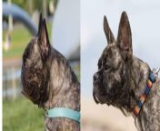 The dog on the Left is award winning showdog named Arnie an AKC French Bulldog..The dog on the right is Flint, bred in the Netherlands by Hawbucks French Bulldogs - a breeder trying to establish a new, healthier template for French Bulldogs. from asmr yusuf akc
