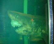 Horrifying image of Rosie the Shark left abandoned at Wildlife Wonderland from abandoned