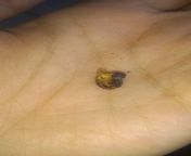 A big piece of cloves just fell while smoking a gudang garam filter from sunny loeneindian garam masala xxxma