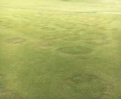 What causes these rings on the fringe/extended green? @Rolling Hills Country Club in SoCal. from green golf