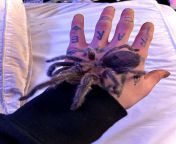 Fluffy, my first tarantula :). I got her when I was in 5th grade, and Ive been done with school for two years now. She was my first T ever. from www first t