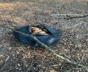 My GF saw this slightly open black garbage bag of (entrails?) along a walking/hiking trail in a suburban area. She said it stunk like heck. We&#39;re worried and hoping it&#39;s just animal remains. She notified the police just to be safe from open black vagina