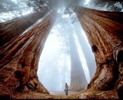The largest Sequoia tree in Yosemite National Park is 3266 years old. from kerala old aunty wearing mundula big bon small