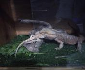 Idk if the dragon got saved somehow or not but this is posted to make anybody who thinks bearded dragons like each other aware that this can happen and to separate them. Trust me as a owner of a 5yo bearded dragon this made me upset to see but some people from kitsuneyoukai 59 rule dragon you