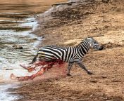 This zebra managed to escape after it got caught and death rolled by a crocodile in the Mara River Tanzania. from vituko tanzania