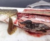 ? Northern Pike ate a whole duck! (Photo Credit xray_anonymous on r/natureismetal) from alljbucha hasabnis xray
