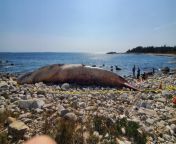 A blue whale that washed up on a beach in Nova Scotia from gay beach nova icària jpg