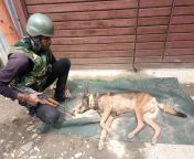 Indian Army soldier of 29th Rashtriya Rifles bends down to look at his fallen buddy in Wanigam, Baramulla Encounter. The Trained and faithful sniffer dog was killed in action yesterday after taking 3 bullets. 1 terrorist was killed yesterday. [960x720] from killed in