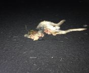 Any idea what killed this rabbit? Found this mess on our driveway. Trying to figure out what killed it. Biggest thing here is a coyote. (Northern VA) Body wasn’t here a few hours ago, so either freshly killed or freshly dragged her. (Warning: graphic, gut from rape and killed brother sister after sex killed dangerous rape
