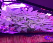 I have a American pie auto in super soil, its in week one of preflower,its also in a 5 gallon pot with a 200 W light, watering every 2 to 3 days, whats a reasonable yield to expect for this plant.? from american pie beta house sex senceamil anty boy
