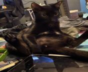 This is Abyss. He likes to sit like this. from shinobu kocho likes to sit hentai anime