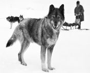 In 1925, a deadly diphtheria outbreak affected the lives of 10,000 + in Nome, Alaska. With the weather to harsh to fly in the anti-toxin. Togo the Husky lead the sledge dog team that delivered the serum, traversing 674 Miles at 12 years old. from husky fuckpike the