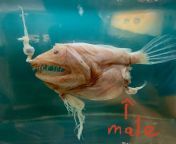 It sucks to be a male anglerfish. They&#39;re puny compared to female and incapable of surviving on their own. Immediately after hatching it latches to nearest female fusing with it for good. They lose most organs becoming a sperm banks from sucks to be tyler