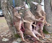 Four deer in the first two days in region 3D - two button bucks, a doe, and an eight. from 3d alien inseminated two females in bar 3d hentai