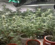 White widow and big bud grow I love opening a tent and seeing a forest from white widow and girl wonder in death of iron vetta