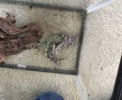 This Tokay gecko and leopard gecko listing I found on craigslist is absolutely horrible (we&#39;re trying to get them out of this person&#39;s &#34;care&#34;) Any advise to help him give these guys to us, they deserve better from briitany lazy gecko