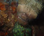 Can anyone tell me what kind of parasite/fungi/bacteria/??? is eating up this poor pufferfish&#39;s mouth? Found him while diving in Indonesia from irene pesce diving