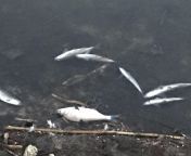 At least 40 dead fish on the shore of the canal near my house in Michigan. from fish