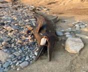 Can I get a dolphin species ID? This dead dolphin was washed up in the Cape Cod area. from doodledan86 dolly dolphin