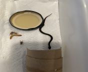 How to help an injured juvenile ring-necked snake from necked seen