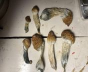Can anyone tell me what kind of mushrooms these are?(I am 100% sure they are psilocybin.) from 许昌市哪个酒店有放炮全套服务薇信1646224许昌市哪里有小姐新茶▷许昌市高铁站附近打飞机多少钱一次 arei