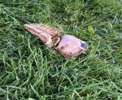 I know I know, you are all probably thinking ewe what the heck is that thing? ME TO!This was found in my front yard, not only once but TWICE! ??? I have searched for hours trying to figure out what this could be. I am disgusted and freaked the heck out! from weronika heck