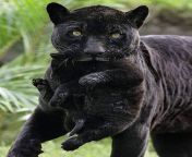 ? A melanistic black jaguar with her cub. from black jaguar