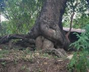 NSFW nature porn. Hard to believe that the tree grew this way. But it is far from any city from porn hard machai