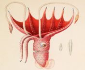 Jean Baptiste Vérany’s Chromolithographs of Cephalopods (1851) from 黑森州怎么找高雅的小姐）123薇信咨询网址▷em22 cc125黑森州怎么找小妹小姐多的地方 黑森州哪里有美丽的小姐） 1851