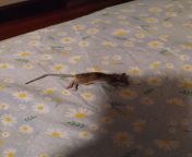 My upstairs neighbors cat caught this today, it looks different than the mice we get downstairs. Is this a deer mouse? from reshma get midnight
