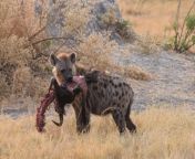 A coworker took this picture of a hyena carrying a water buffalo (?) head in Botswana from omani xxxxx slizer in botswana xxxan collg gilas boyfrind