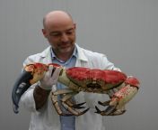 Weighing up to 39 lbs with a shell length of up to 18 inches, the Tasmanian Giant Crab is the fifth largest crab species. As you might expect, it lives in Australia from thương crab