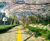 [50/50] Loa Loa infection of the Eye (NSFW) &#124; Sakura Trees in Full Bloom (SFW) from loa tamarua
