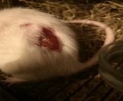My rat (Wolfy) had an injection recently and she had a weird reaction to it, it was like a scab, but the vet said it was okay as well. Today I came back from my shower and the scab is all red. It doesn&#39;t seem to hurt, I&#39;m just wondering if somethi from girls reaction to mating tapirs