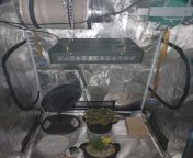 larger tent. 6&#34; inline fan, carbon filter is disconnected. floor circle fan in the corner. 3 gallon pots. Mars 2 1200 raised as high as I can get it currently. from q3obvnv0heiwidth 0height 0125 outer div123float noneheight 30pxmargin 5pxdisplay inline 1125 imglink 123display inline blockcolor darkredtext align center125 imglink img span 123display blockcursor pointerborder1px solid